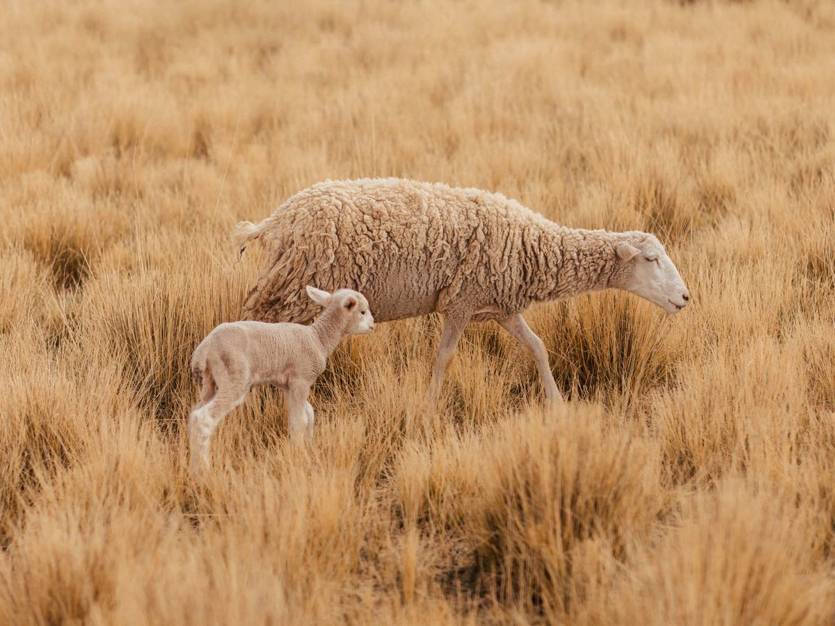 AIAYU Shiva cardigan – highland wool