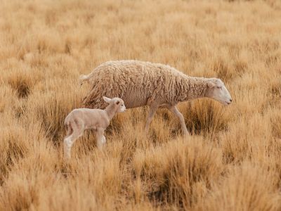 AIAYU Shiva cardigan – highland wool